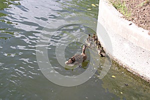 Female Mallard duck with ducklings.
