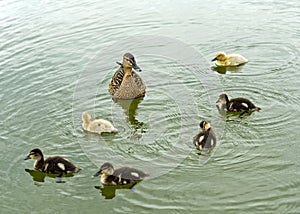 Female Mallard duck with fledglings