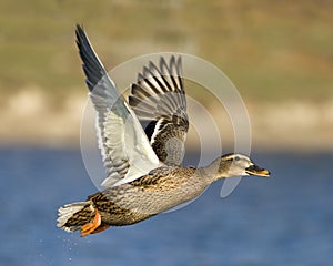 Female Mallard Duck In Flight