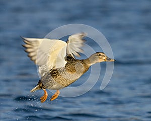 Female Mallard Duck In Flight