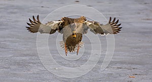 Female Mallard Duck in Flight
