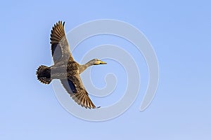 Female Mallard Duck In Flight, Wingspan photo