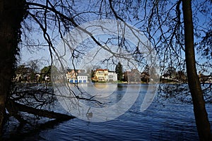 A female Mallard duck floats down the Mueggelspree river in February. 12555 Berlin, Germany