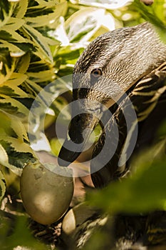 Female Mallard Duck Head Looking at Empty Eggshell in Bushes