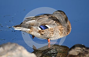 Female Mallard duck hen tucking bill into feathers, Park City, Utah USA birding