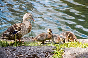 Female mallard duck and her three ducklings