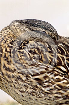 Female Mallard Duck Hiding Beak