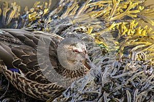 Female Mallard Duck Hiding in Horned Wrack Seaweed