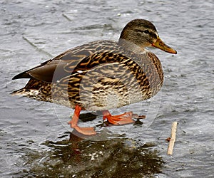 Female Mallard Duck on Ice