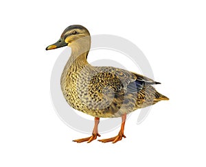 Female mallard duck isolated on white