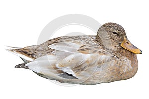 Female mallard duck isolated on white background. Aanas platyrhunchos sits in the nesting position. Wildlife nature