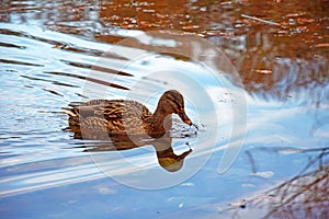 Female Mallard duck and its reflection in lake 