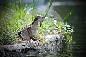 Female mallard duck on the lake shore