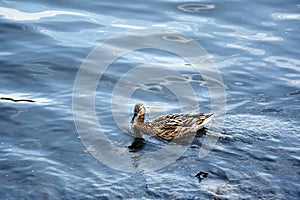 A female mallard duck, Latin name Anas platyrhynchos.