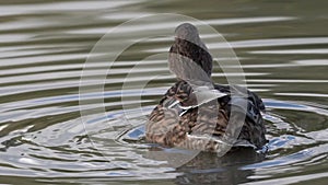 Female Mallard duck male Anus platyrhynchos