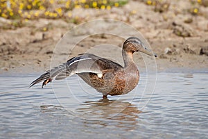 Female Mallard duck on one leg