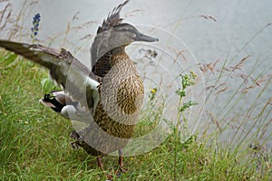 Female mallard duck opens out the wings. Birds in wildlife