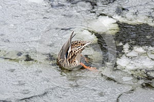 Female mallard duck playing, floating and squawking on winter ice frozen city park pond