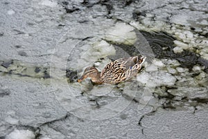 Female mallard duck playing, floating and squawking on winter ice frozen city park pond