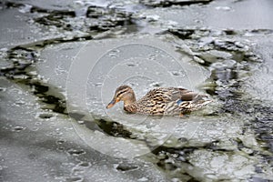 Female mallard duck playing, floating and squawking on winter ice frozen city park pond