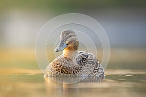 Female mallard duck. Portrait of a duck with reflection in clean lake water causing ripples on water near shore.