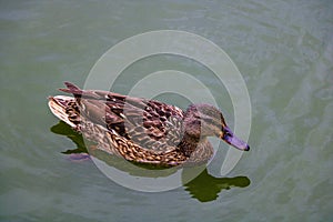 Female mallard duck. Portrait of a duck with reflection in clean water