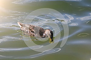 Female mallard duck. Portrait of a duck with reflection in clean water. Toned background