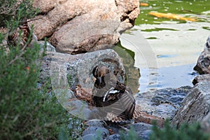 A female Mallard duck preening her feathers on rocks next to a pond