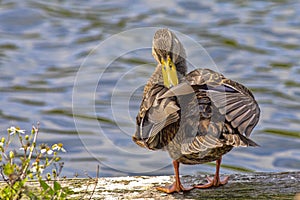 Female Mallard Duck Preening Herself