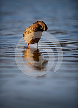 Female Mallard Duck Preening On Rippling Blue Water