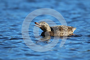 Female Mallard Duck Quacking on Blue Water