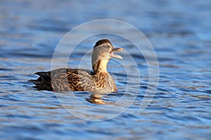 Female Mallard Duck Quacking on Blue Water in Winter