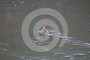 Female  mallard duck on the river cynon