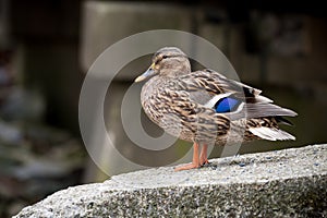 A female mallard duck standing on a concrete bridge looking towards the camera