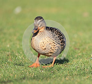 A female mallard duck standing on grass