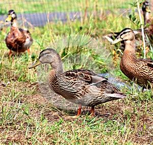 Female Mallard Duck standing in grass