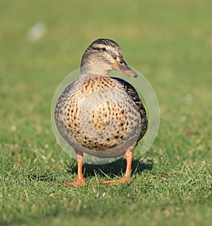 Female mallard duck standing on grass showing her lovely orange legs and webbed feet