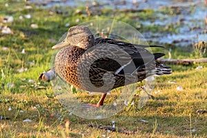 Female mallard duck standing. Grass, water in background.