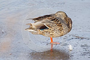 Female Mallard duck standing on ice