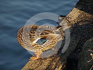 Female mallard duck standing on a log