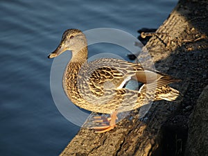 Female Mallard Duck standing on a log in the afternoon sunshine.