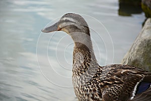 Female mallard