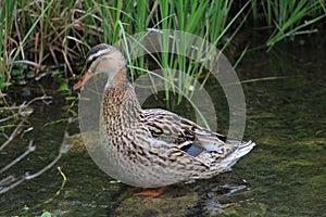 Female Mallard Duck In The Stream