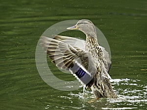Female Mallard Duck Stretching Her Wings