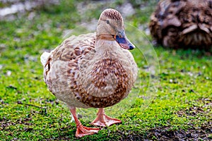 Female Mallard Duck