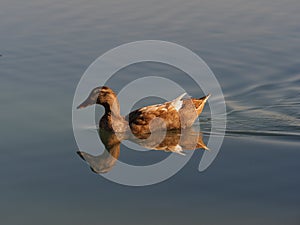 Female mallard duck swimming on a calm lake