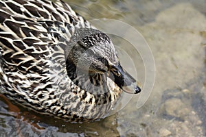 Female Mallard duck swimming in creek
