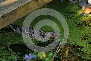 Female mallard duck swimming on a garden pond.