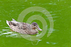 Female mallard duck swimming in murky water
