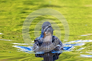 female mallard duck swimming towards the camera